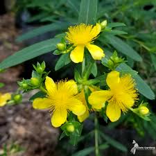 Image result for Hypericum