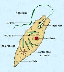 The Major Classification And Characteristics Of Protozoa