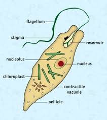 the major classification and characteristics of protozoa