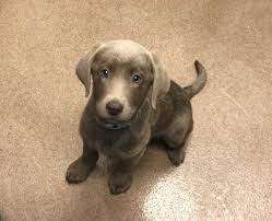 Petland topeka pet store cares! Woodlands Pet Store Faces Online Uproar Over Puppy S Illness Sick Puppies Puppies Pets