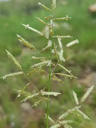 Image result for Eragrostis nindensis