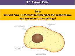 Check spelling or type a new query. Activate 1 Ks3 Biology Cells Animal Cells Teaching Resources