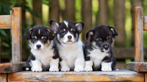 12 Scientifically Cute Facts About Puppies Mental Floss Lovepik > cute puppies images 148904 results. 12 scientifically cute facts about