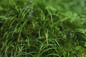 Image result for Centrostigma