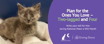 Stray Cat Alliance | Building a No-Kill Nation One Stray at a Time