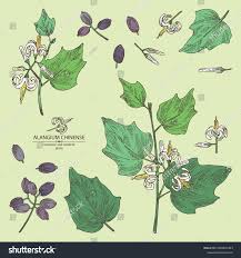 Image result for Alangium chinense