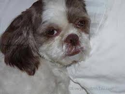 On average, this breed can cost anywhere from $300 without papers to as much as $1,550. How Pet Health Insurance Works Is It Worth It To Have Pet Insurance