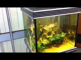 Cloudy Water Problems In The Noble Cichlid Aquarium Cichlid Aquarium Cichlids Aquarium