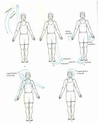 Movement In The Frontal Plane About The Sagital Axis Exercise Physiology Yoga Anatomy Physical Therapist Assistant