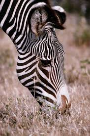 Pin By Animals Time On Art Therapy Zebras Animals Beautiful Zebra