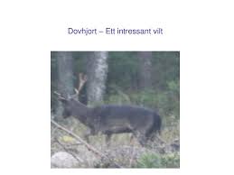 Den lever i familjegrupper i större revir. Ppt Dovhjort Ett Intressant Vilt Powerpoint Presentation Free Download Id 3285453