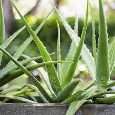 Image result for Aloe cameronii