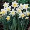 Growing and maintenance tips for narcissi trumpet 'rijnveld's early sensation. Https Encrypted Tbn0 Gstatic Com Images Q Tbn And9gcrnz3n3meugzvmdzsn Dsjpcaauahfuqnnkonmjl S Usqp Cau