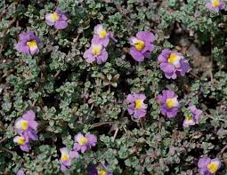 Image result for Phrymaceae