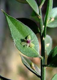 Ruscaceae The Butcher S Broom Family Ruscaceae Images Broom Plant Broom Italian Ruscus
