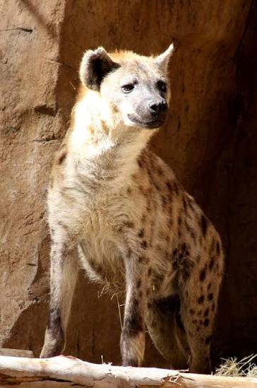 Hyenas - Wikiquote