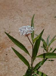Image result for Asclepias albens