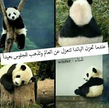 مثلي تماما Arabic Funny Funny Arabic Quotes Wisdom Quotes Life