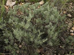Image result for Pteronia glauca