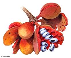 Image result for Xylopia acutiflora