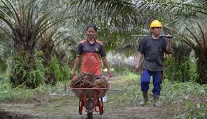 Manajemen tenaga kerja yang baik di perkebunan kelapa sawit diperlukan agar perusahaan mampu menerapkan indonesian sustainable palm oil (ispo). Sawit Antarkan Buruh Menjadi Petani Sukses