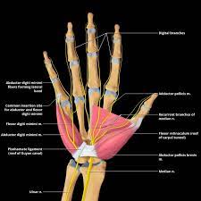 'nerve' is about an online dare game, in which people give participants anonymous dares for money. Median Nerve An Overview Sciencedirect Topics