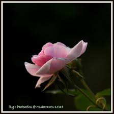 Batu gambar sekuntum bunga tulip. Sekuntum Bunga 1019x1024 Wallpaper Teahub Io