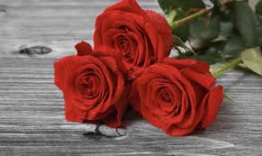 Maybe you would like to learn more about one of these? Sydney Florist Same Day Flower Delivery In Sydney Rose Co