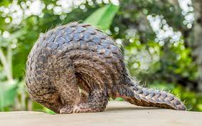 You witness the breaking news on the world! Six Arrested For Attempting To Sell Live Pangolin News24