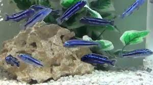 Up to 50 eggs are fertilized externally before the female picks them up to brood in her mouth for a period of approximately two weeks. Electric Blue Or Maingano Aka Melanochromis Cyaneorhabdo By Aquariumpassion
