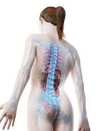 Human Body Model Showing Female Anatomy With Internal Organs In Rear View Digital 3d Render Illustration Guts Science Stock Photo 308626522