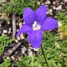 The board of trustees of the royal botanic gardens, kew. Wahlenbergia Gloriosa Sightings Canberra Southern Tablelands Nsw