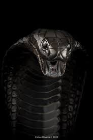 Follow the vibe and change your wallpaper every day! Page 2 Hd Snake Cobra Wallpapers Peakpx