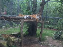Tiger At Birmingham Zoo Birmingham Zoo Sweet Home Alabama Birmingham