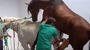 Caballos cojiendo a yeguas