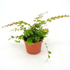 Image result for Adiantum