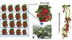 I planted them and not one of them sprouted. Imaginary Scheme Showing Dwarf Tomato Cultivation In A 4 Tier Pfal Download Scientific Diagram