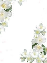 Transparent White Photo Frame With White Flowers White Photo Frames Flower Frame White Roses Background