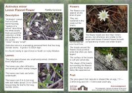 Check spelling or type a new query. Actinotus Minor