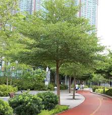 Image result for Terminalia mantaly