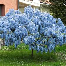 Vivid, blue ceanothus (california lilac) flower growing on a sunny spring day. Blue Chinese Wisteria Tree Naturehills Com