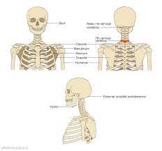 Shoulder girdle , radiographs : Diagram Of Bones In Neck And Shoulder Milady Chp 6 Bones Of The Neck Shoulder And Back Diagram Quizlet It Is Located Just Under The Skin In The Thoracic Region