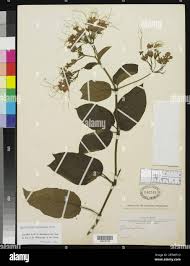 Image result for Clerodendrum umbellatum