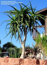 Image result for Aloidendron