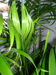 Maybe you would like to learn more about one of these? Caring For Cat Palm Chamaedorea Cataractarum Houseplant Central