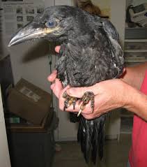 Raven Baby Rescue He Looks So Unsure I Still Want One So Cute Black Bird Pet Birds Crow