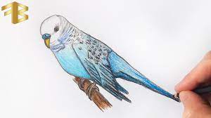 Creature drawings bird drawings animal drawings drawing birds drawing animals budgie parakeet budgies parakeet cage les reptiles. How To Draw Budgie Parakeet Drawing Easy Bird Drawing Lovebirds Drawing Muhabbet Kusu Cizimi Youtube