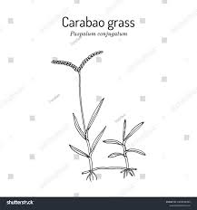 Image result for Paspalum conjugatum