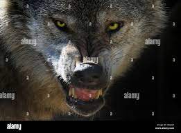 Wolf head showing teeth Stock Photo - Alamy