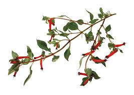 Check spelling or type a new query. Hummingbird Container Garden Garden Design